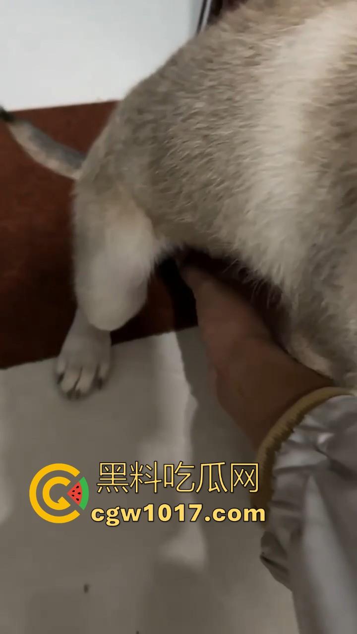 现在的人都这么阴到没边了吗？普通的帮男友打飞机不够刺激，现在流行帮狗打飞机了是吧，每天打几次狗也顶不住！-6