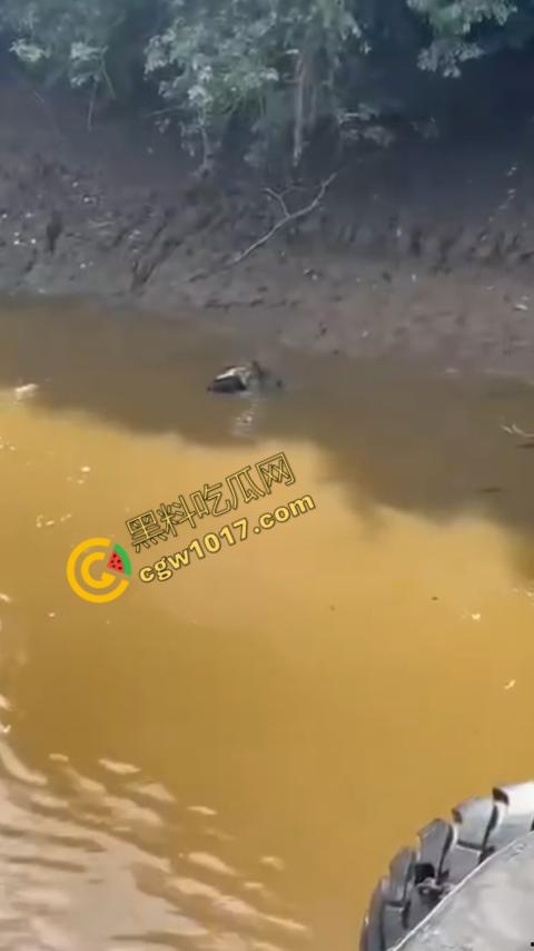 男子野泳惨遭鳄鱼袭击,身体被肆意撕裂,尸体血肉模糊,搜救队惊惧地目睹这惨绝人寰的一幕-5