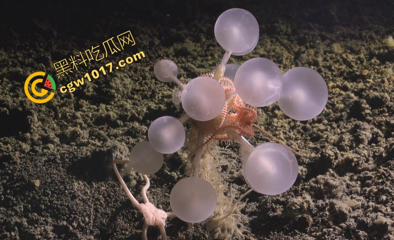 南极科考内部视频劲爆流出:30种未知致命生物!从“死亡之球”到“僵尸蠕虫”,史前病毒横行,足以令人毛骨悚然!-6