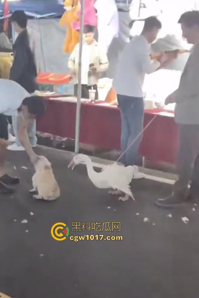 云南保山夜市法斗VS大鹅，狗子连咬两大鹅被主人扇巴掌，大鹅吓傻在原地趴窝，我宣布这法斗是动物界MMA传奇！-1
