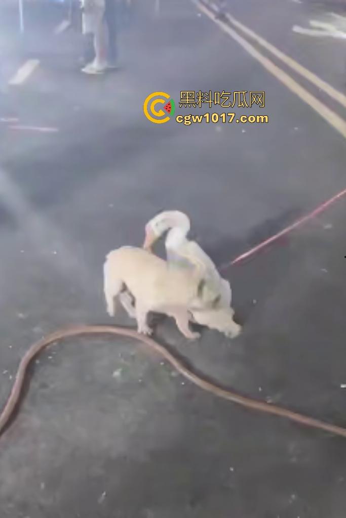 云南保山夜市法斗VS大鹅，狗子连咬两大鹅被主人扇巴掌，大鹅吓傻在原地趴窝，我宣布这法斗是动物界MMA传奇！-4