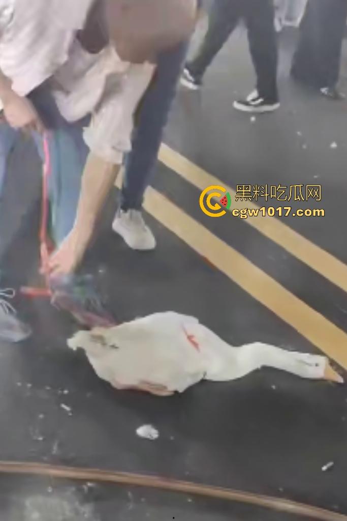 云南保山夜市法斗VS大鹅，狗子连咬两大鹅被主人扇巴掌，大鹅吓傻在原地趴窝，我宣布这法斗是动物界MMA传奇！-7
