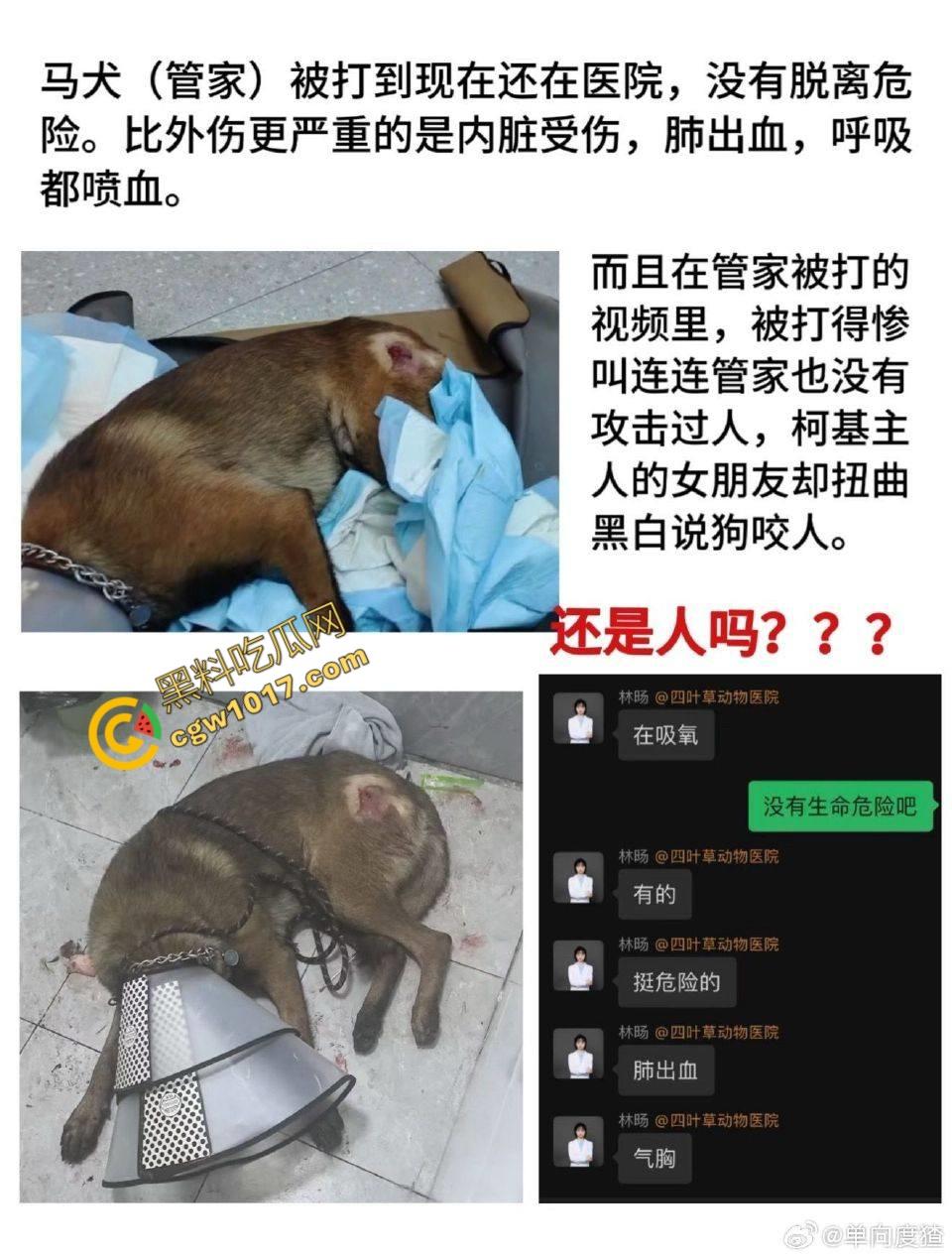 浙江狂暴男子街头暴力虐狗事件火遍全网：血腥场面令人震撼，马犬惨叫声震撼人心，引发全民怒吼！-5