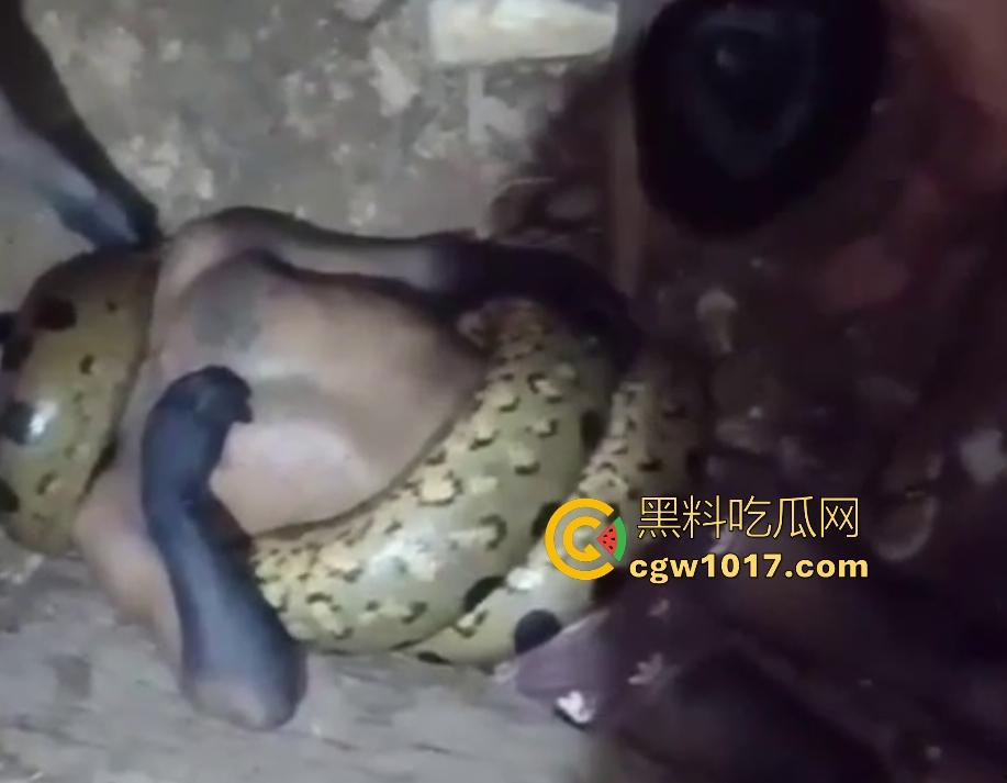 印度醉汉被巨蟒缠绕绞杀,骨骼咔咔断裂脸黑如炭,俩亲兄弟把蟒蛇抬走说喝点恒河水能活,这都黑了还能救?-1