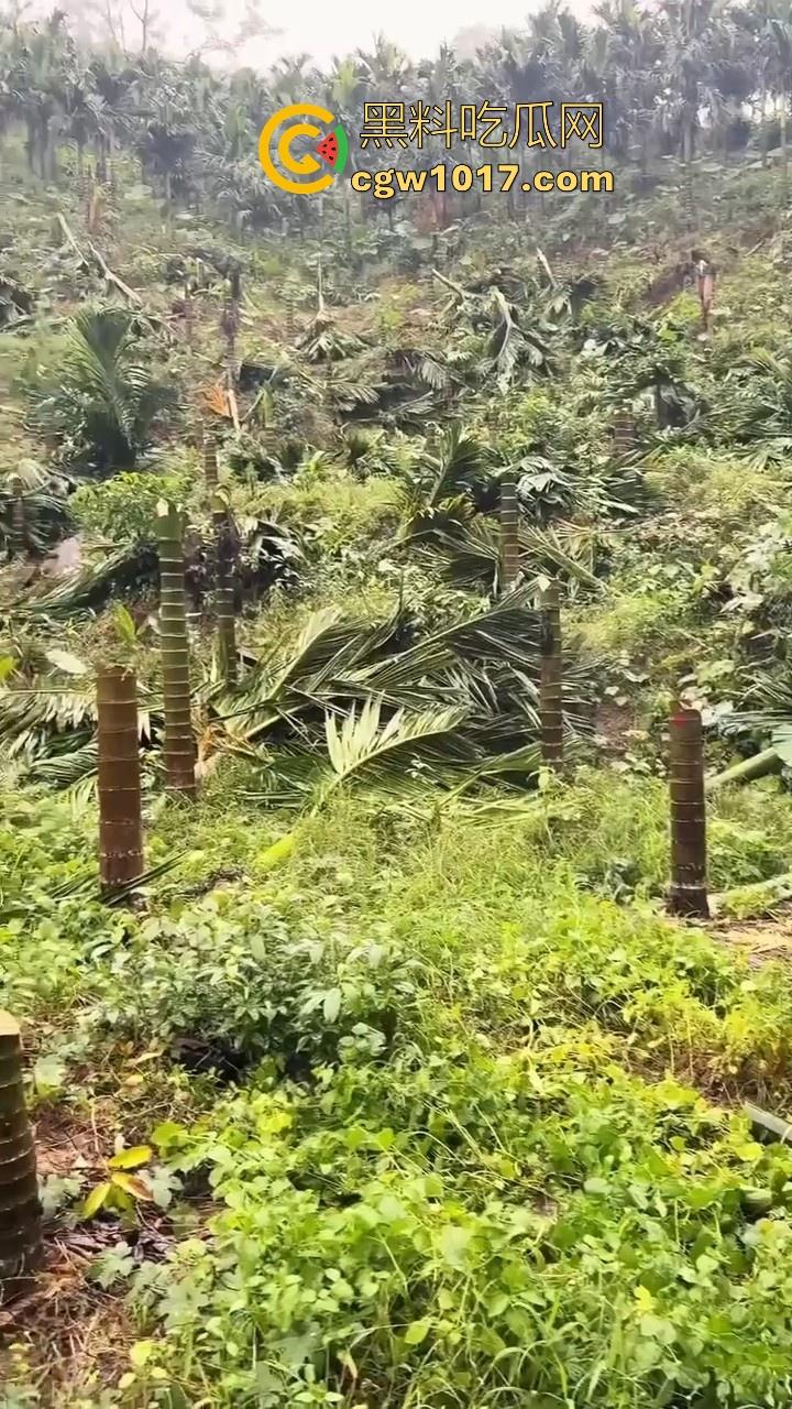 海南琼中爆发大规模群体抗争!因海南天然橡胶产业集团偷砍农民的槟榔田爆发,现场的农民们情绪机动!-8