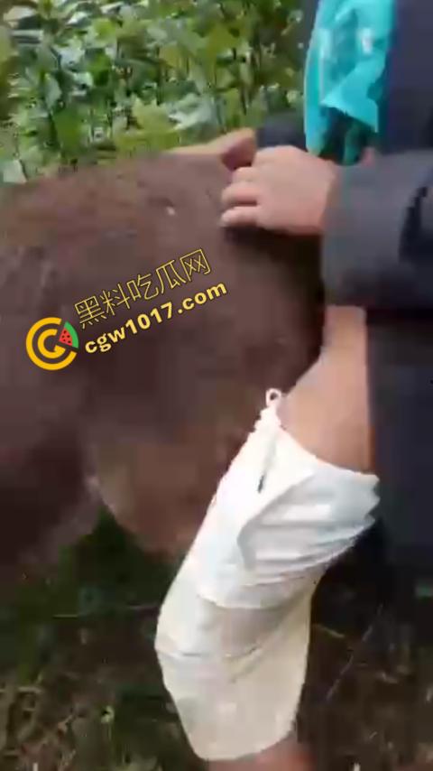 劲爆!国外男子大战骡子私拍震惊网络!阳光下奋力抽插,骡子吃草欢声不断,男子大屌进出嫩穴,友人拍摄更添刺激!-2