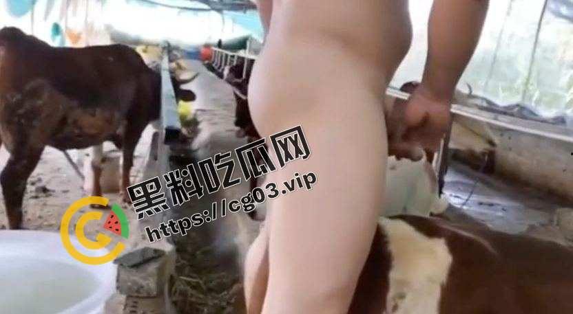 变态!一群男人强奸猪和牛 究竟是人性的扭曲还是道德的沦丧 而且越干越有劲 死活不射-3