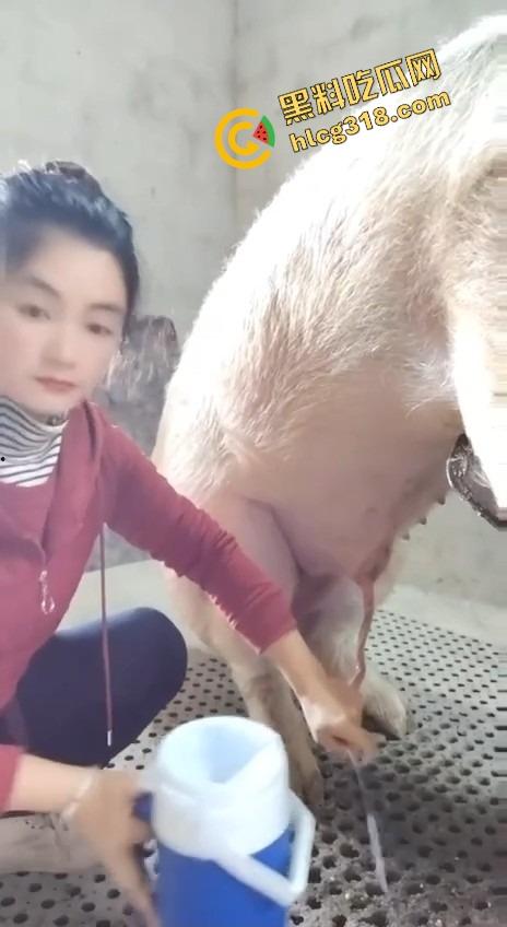 美女上岗第一天就被安排帮猪撸取精，手法娴熟动作老练，取精现场表情管理拉满-3