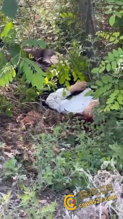 抖音清纯机车妹【是肉肉呀】,路边高速压弯,不慎滑倒人都甩飞了,这下全村又得开席了 !-5