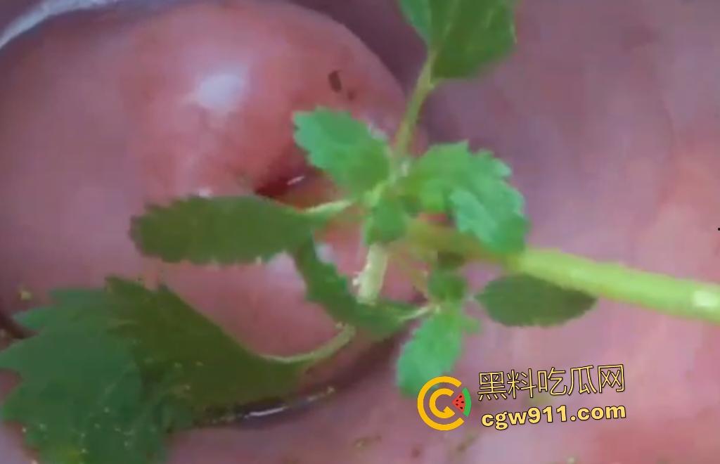 欧美老骚货狂虐宫颈!扩阴器撑开巨逼塞荨麻草,痒痛喷汁高潮不止,狠逼不怕肿胀只求刺激快感!-1