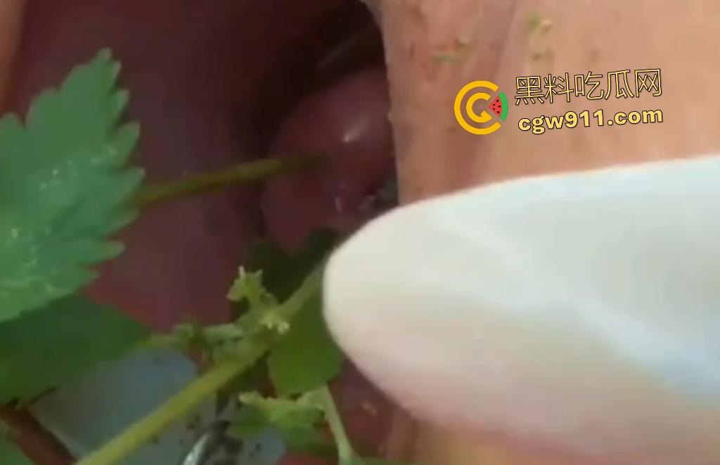 欧美老骚货狂虐宫颈!扩阴器撑开巨逼塞荨麻草,痒痛喷汁高潮不止,狠逼不怕肿胀只求刺激快感!-2