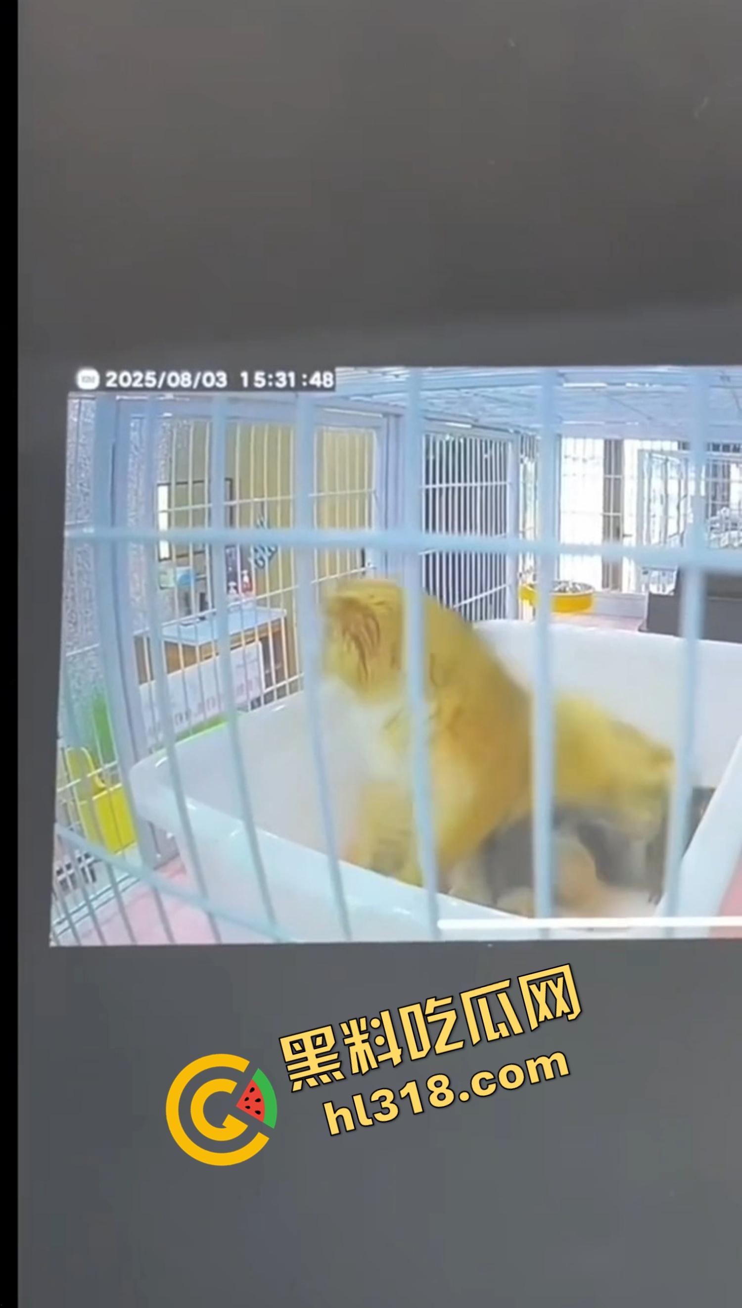 沈阳猫咖惊现女魔头虐猫狂魔,4只奶猫惨死2只重伤,老板怒曝监控报警,宠物圈集体避雷!-3