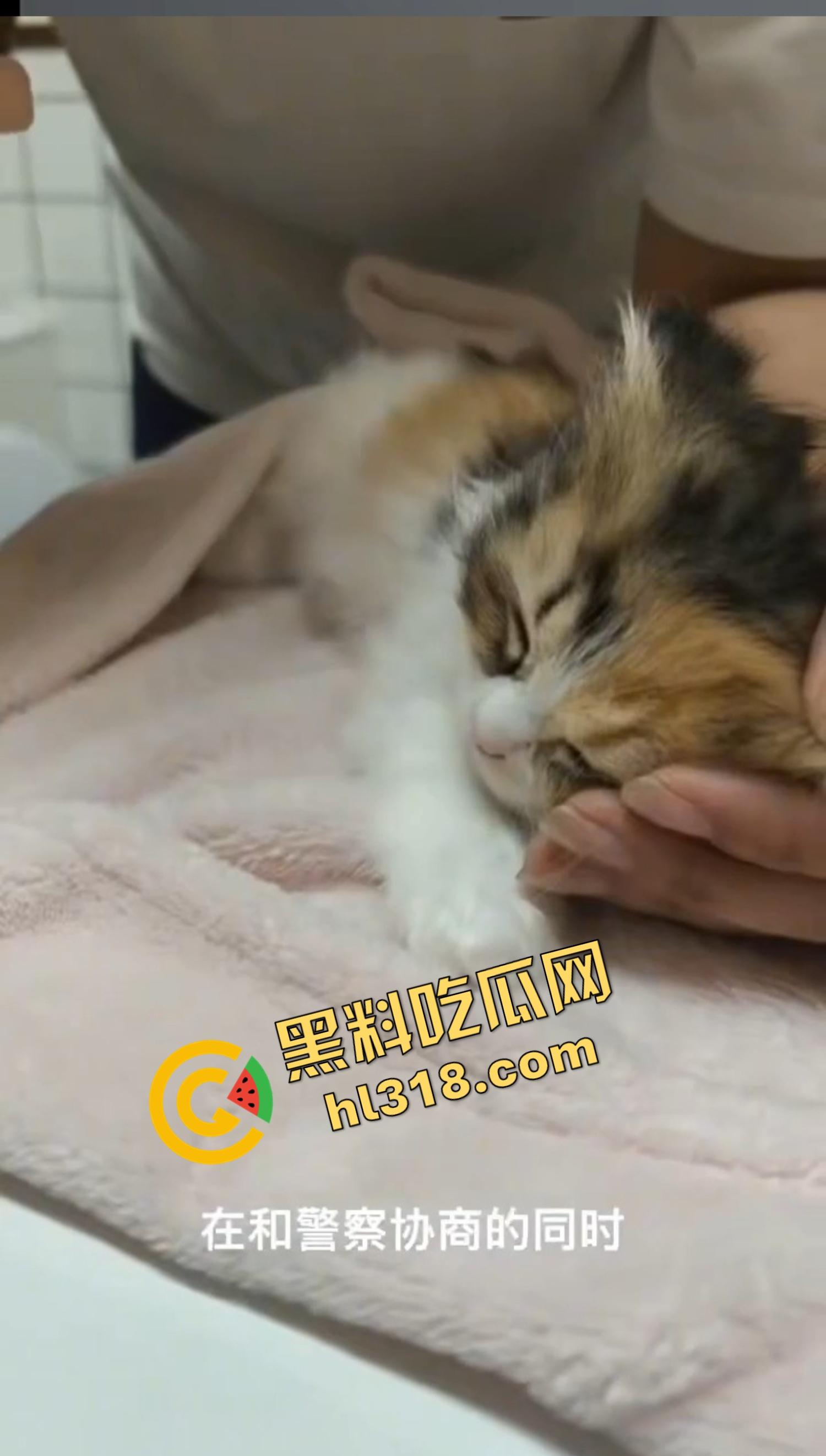 沈阳猫咖惊现女魔头虐猫狂魔,4只奶猫惨死2只重伤,老板怒曝监控报警,宠物圈集体避雷!-4